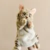 Hansa Leopard Cat Puppet